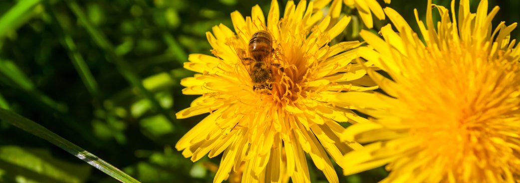 {{brizy_dc_image_alt entityId=