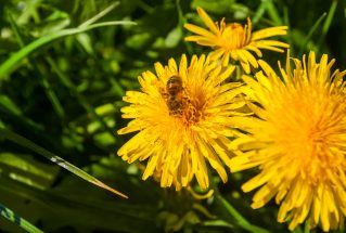 {{brizy_dc_image_alt entityId=