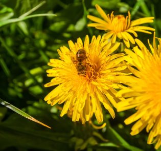 Cork Homeopathy Clinic