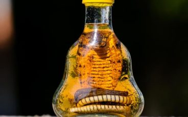 a bottle of snake oil {{brizy_dc_image_alt entityId=